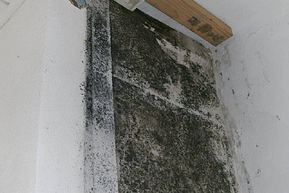 Schimmel-Bekämpfung